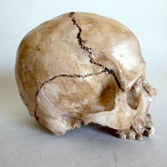 NEW ARTISAN HANDCRAFTED REALISTIC HUMAN SKULL HALLOWEEN PROP ODDITY - Picture 3 of 11